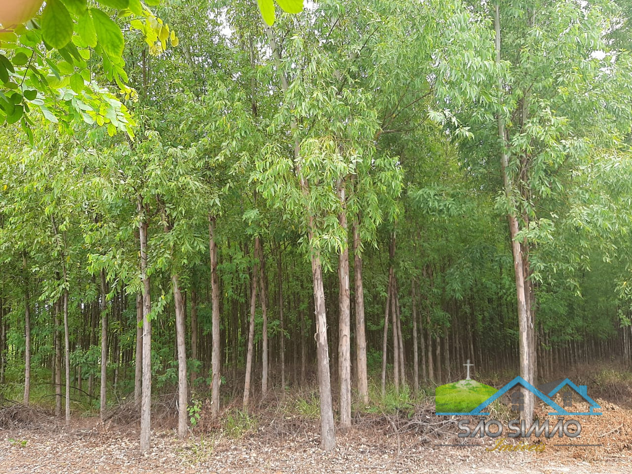 Sítio cinematográfico a venda em Tambaú SP